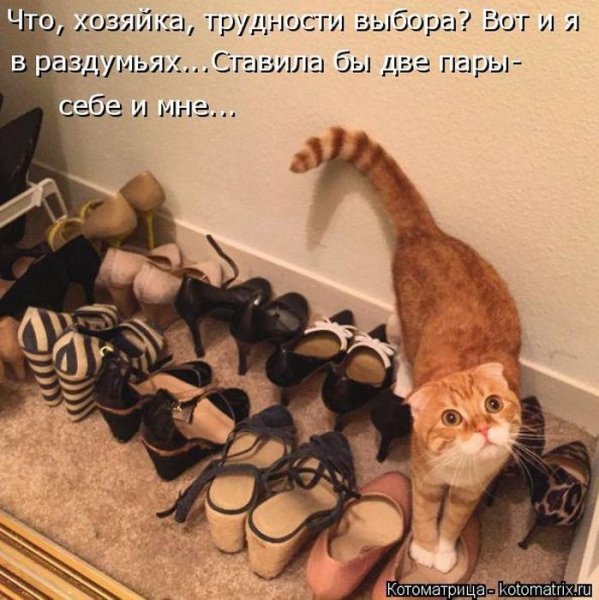 Кошки для поднятия настроения