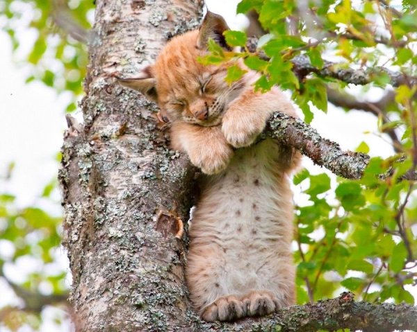 Котенок на дереве