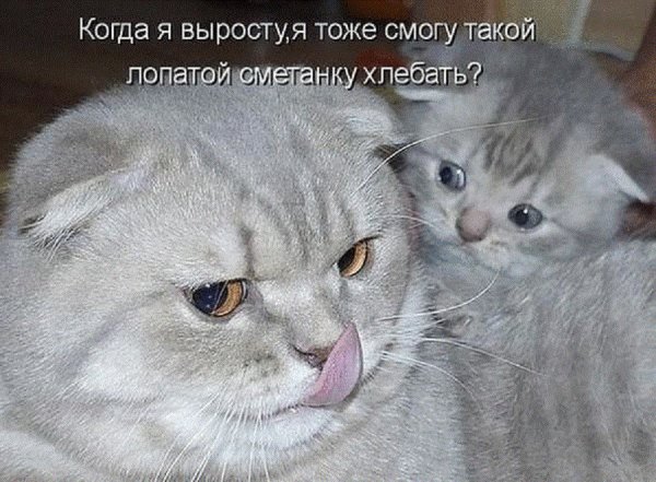 Котики для поднятия настроения
