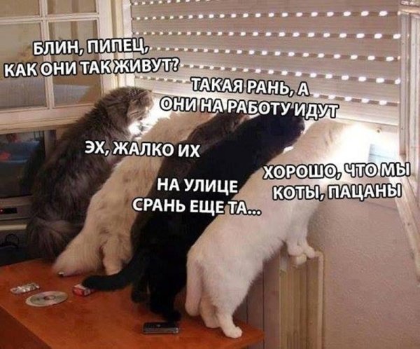 Котоматрица лучшие за прошлую неделю