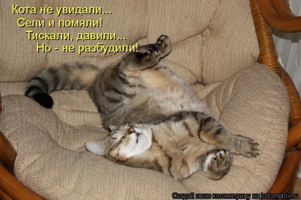 Котики для поднятия настроения