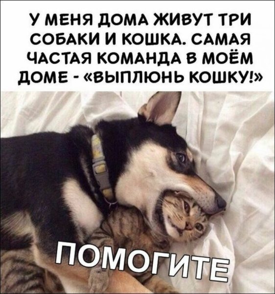 Смешные фразы про животных