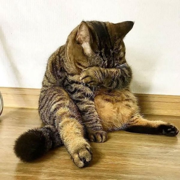 Кот с надписью