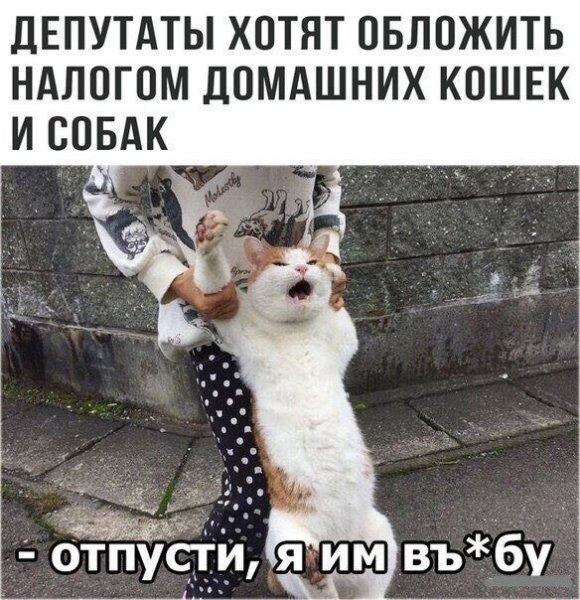 Смешная картинка для поднятия настроения