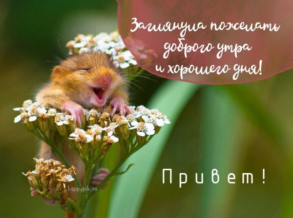Пожелания доброго утра прикольные