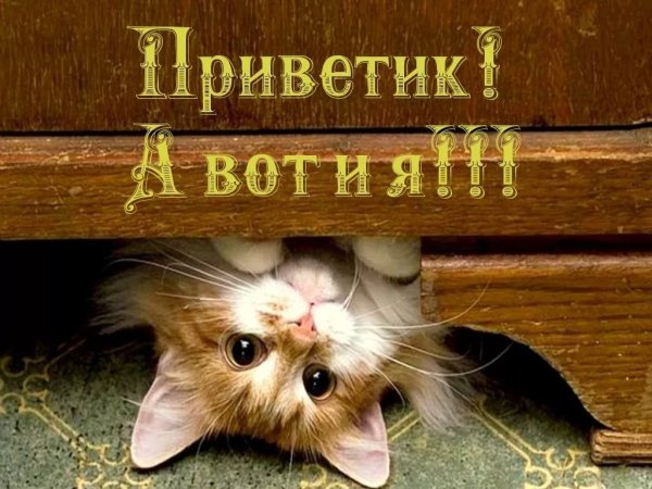 Приветик котик