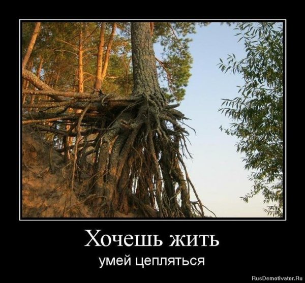 Деревья юмор