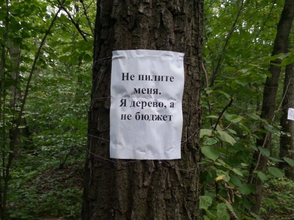 Смешные высказывания про лес