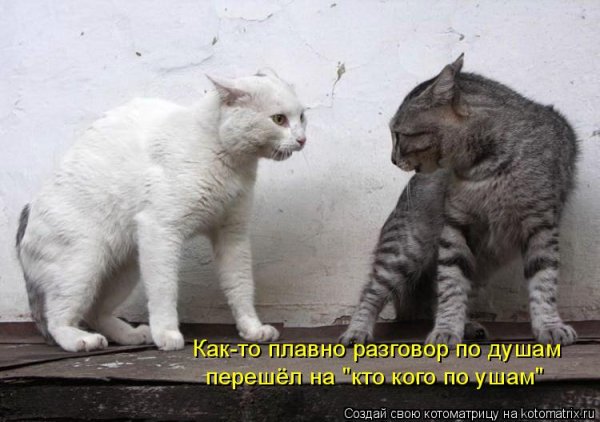 Кот договорились