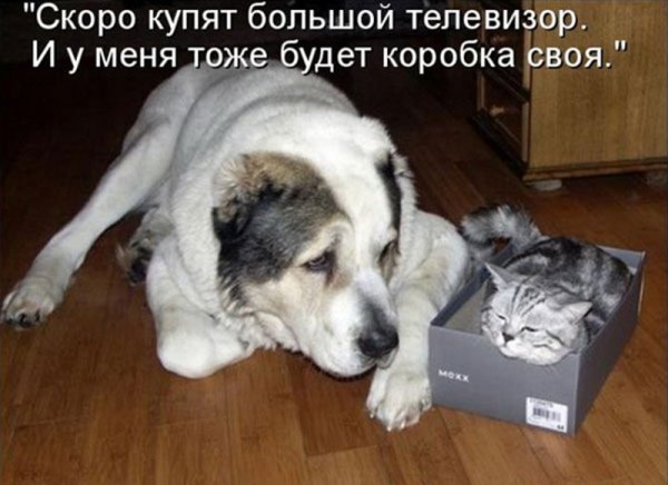 Смешные животные фото с надписями