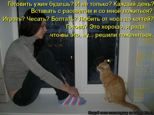 Фотографии смешных кошек с надписями