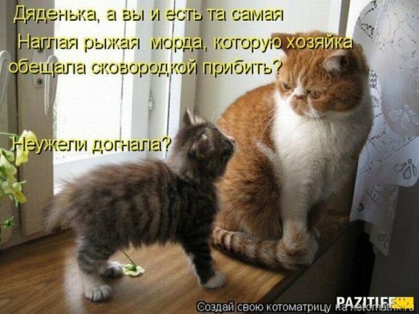 Веселые животные с надписями