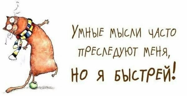 Умные и смешные высказывания