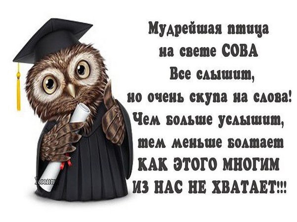 Цитаты про сов