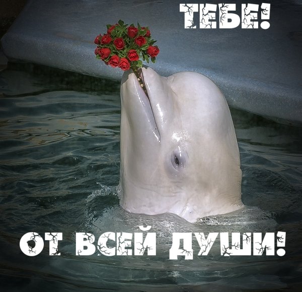 Тебе от всей души