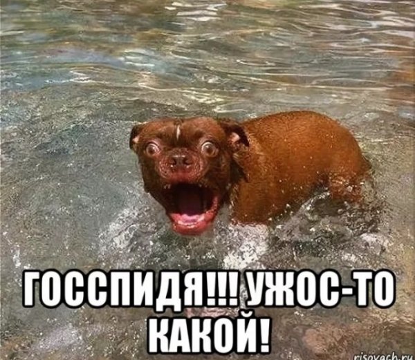 Мемы с собаками