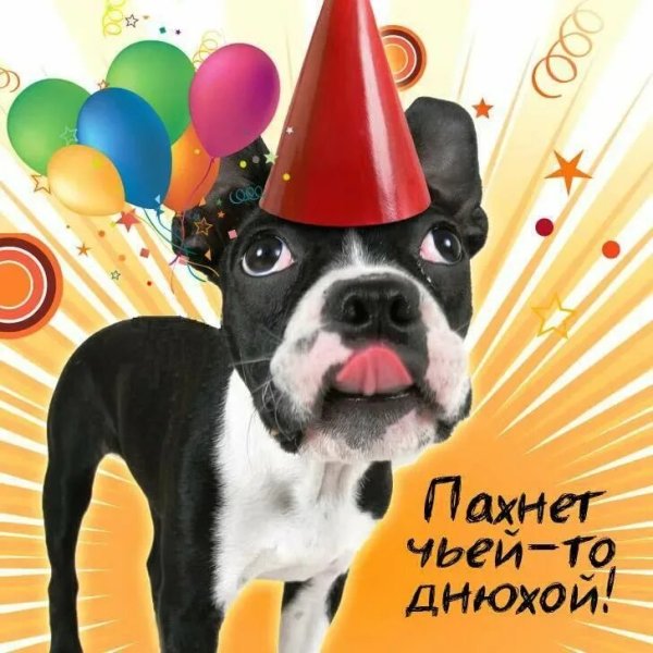 Собака поздравляет с днем рождения