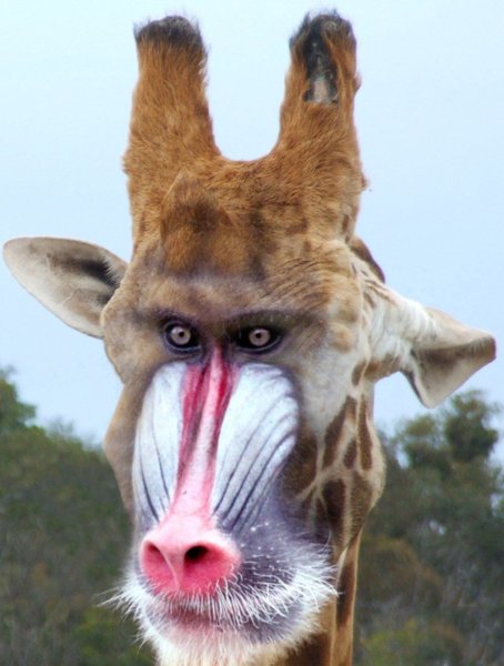 Странные животные