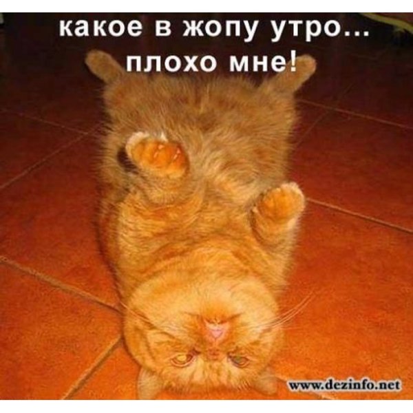 Утром плохо смешные картинки