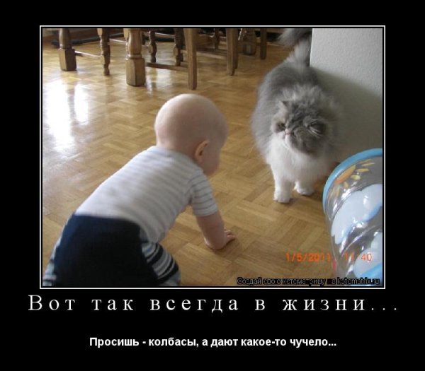 Приколы с животными с надписями
