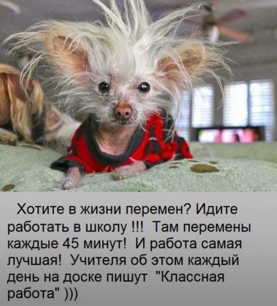 Весёлые высказывания для поднятия настроения