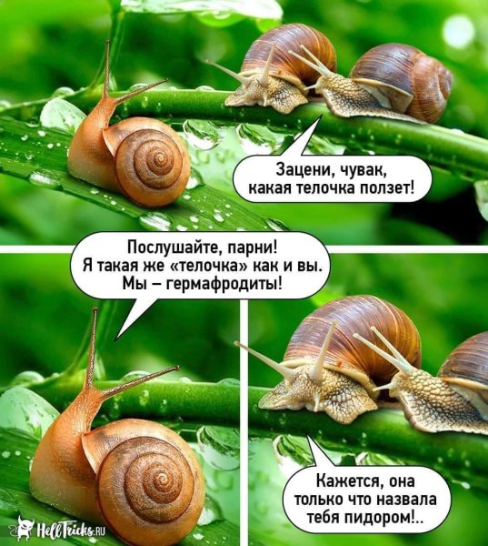 Прикольные картинки для поднятия настроения