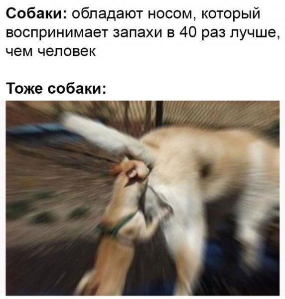 Смешная картинка для поднятия настроения