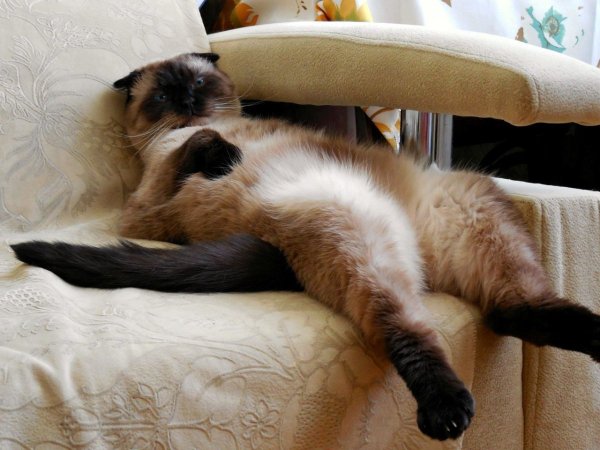 Котики для поднятия настроения