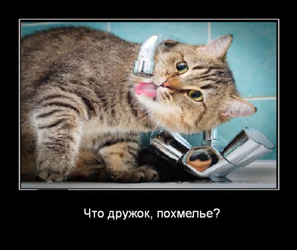 Прикольные открытки утром с похмелья
