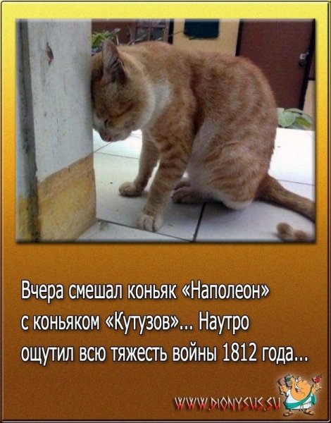 Шутки про похмелье