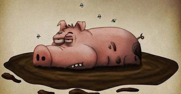 Смешные свиньи