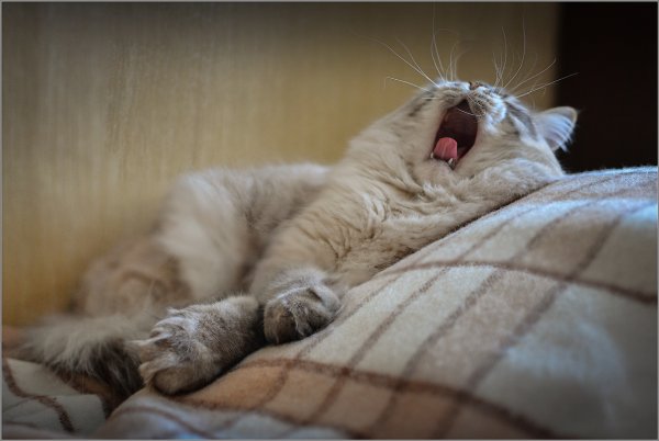 Котик проснулся