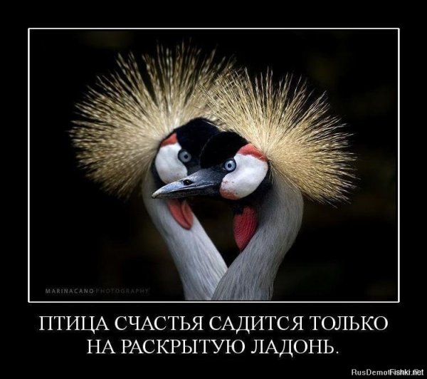 Птица счастья смешная