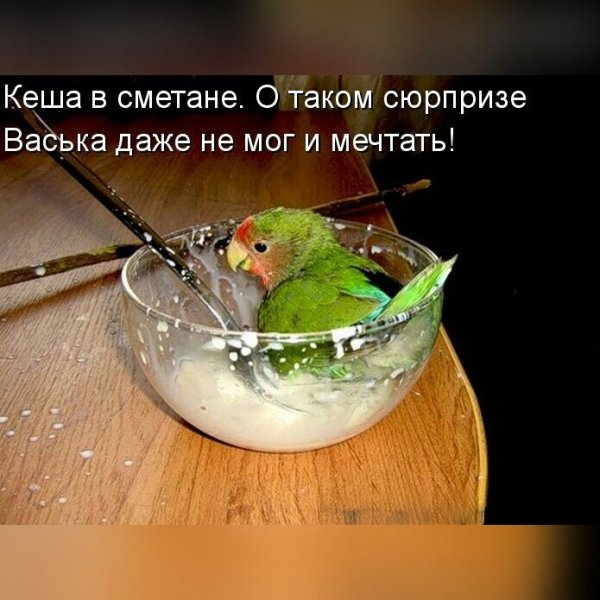Попугай прикольный