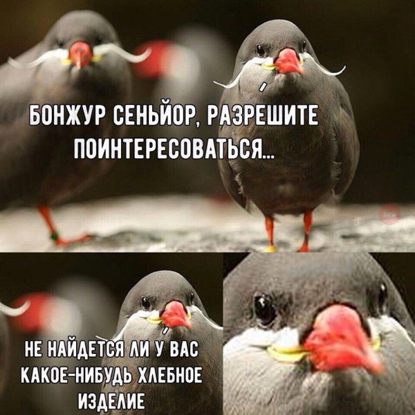 Смешные птицы с надписями