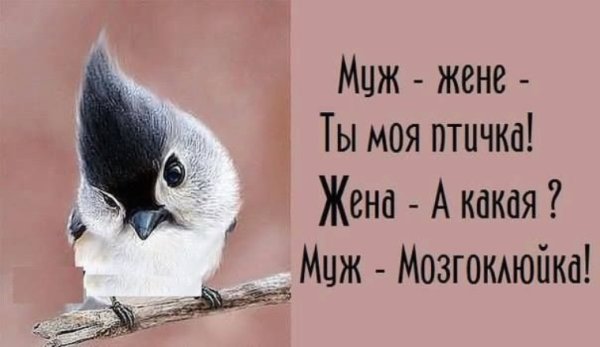 Птичка мозгоклюйка прикол