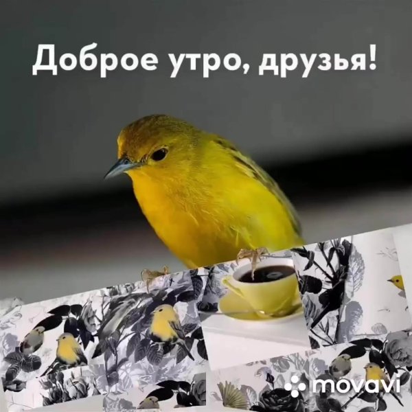 С добрым утром птицы