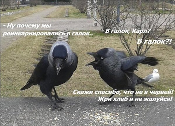 Смешные птицы с надписями