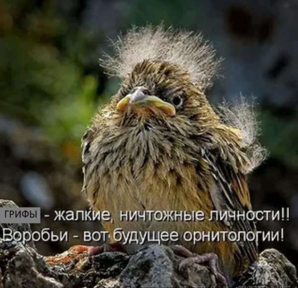 Смешной Воробей