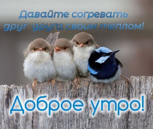 Открытки с добрым утром с птицами