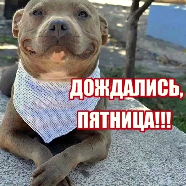 С пятницей прикольные