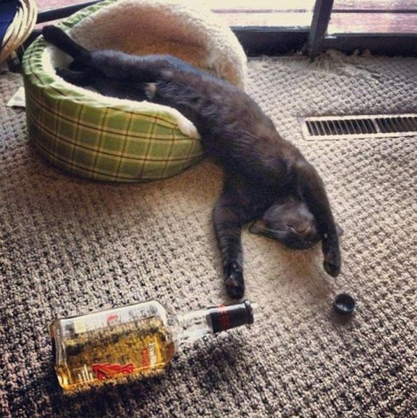 Пьяная кошка