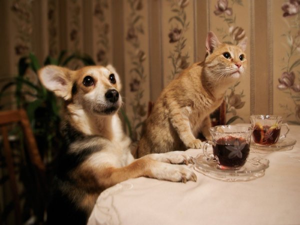 Смешные кошки и собаки