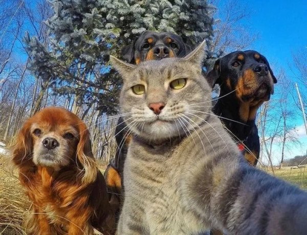 Веселые животные