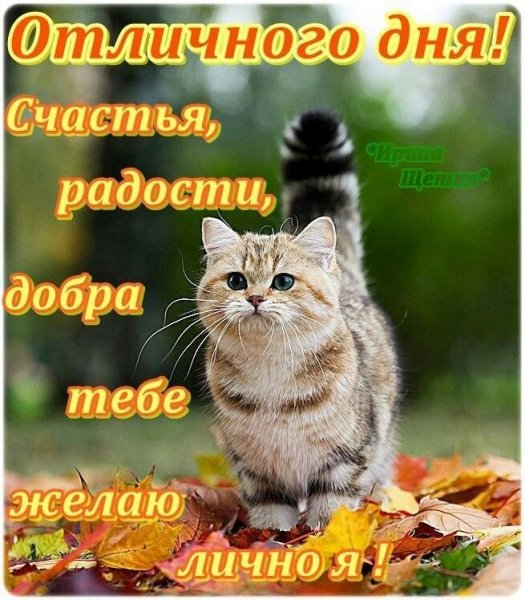 Отличного дня