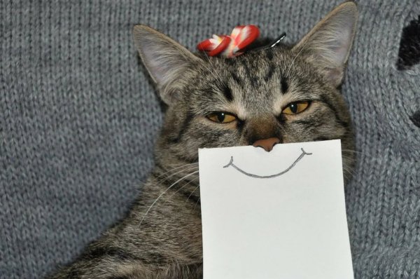 Прикольный кот