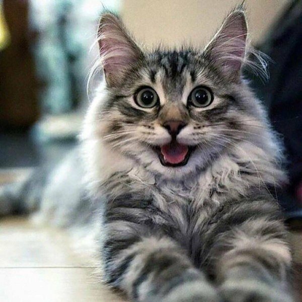 Котики смешные