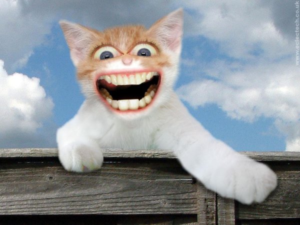 Улыбка кошки