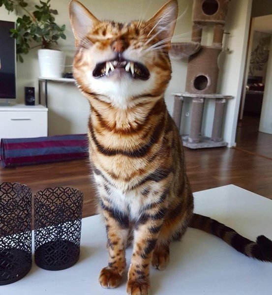 Смешные кошки