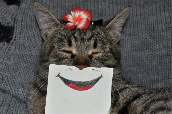 Улыбка кота